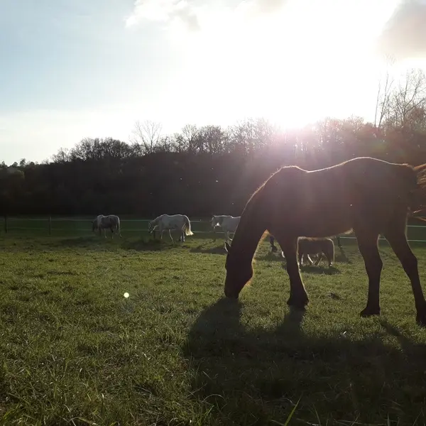 Cheval nomad