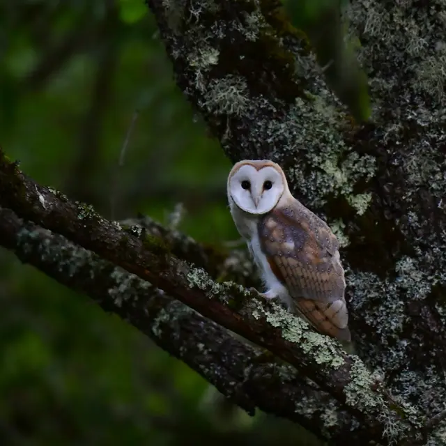 Effraie des clochers A.Moranny (2)