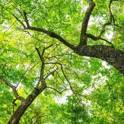 Forêt
