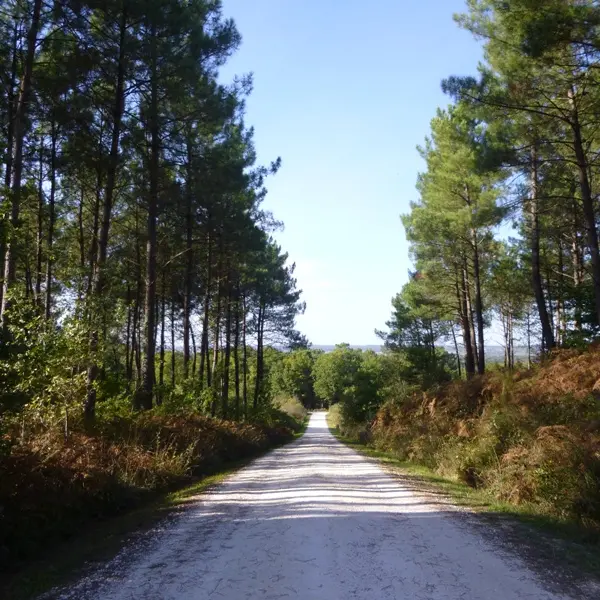 Foret vignoble