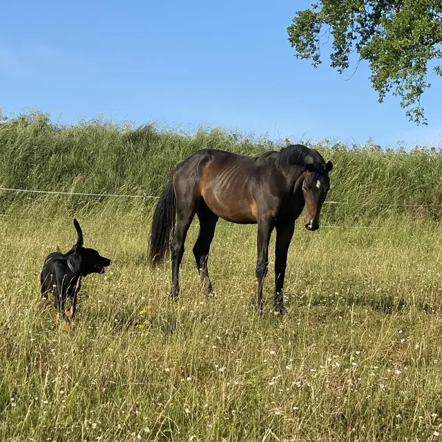 Haras du mas