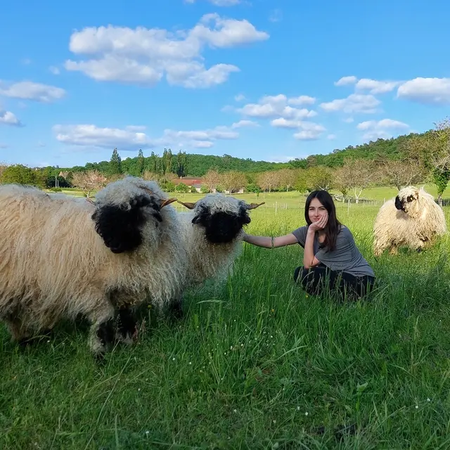 Montignac_La ferme des petites oreilles_Moutons nez noirs du valais_janvier