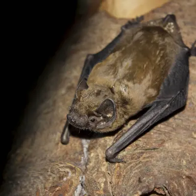 Noctule commune © NATACHA GRIFFAUT