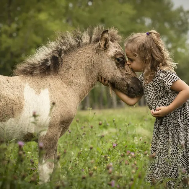 Poney-club-Domaine-d'Aure-St-Rémy