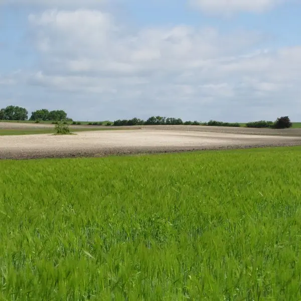 Plusieurs couples d'oedicnèmes nichent dans les cultures du plateau