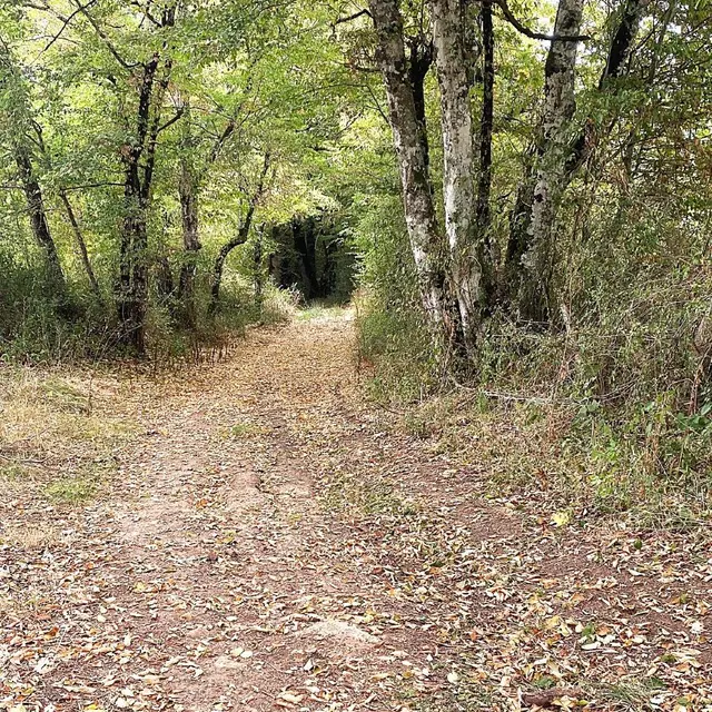 SAINT JORY LASBLOUX-Boucle de l'eau et de la forêt enchantée-chemin
