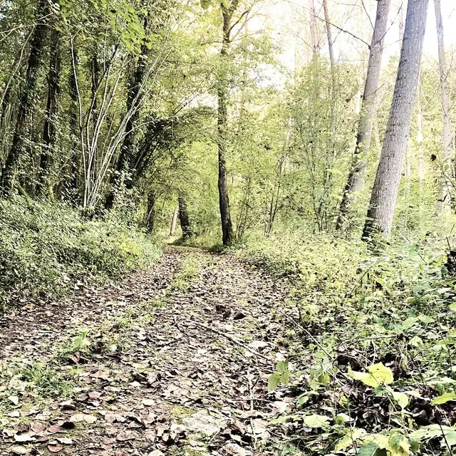 SAINT-SULPICE-DE-MAREUIL-Boucle de Saint Sulpice-Chemin
