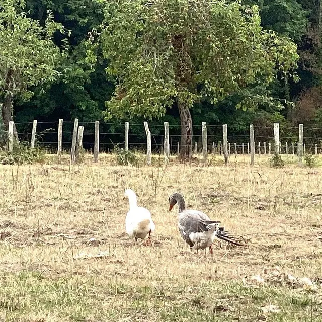 SAINT VINCENT DE CONNEZAC-Boucle du Grand Claud-Canard
