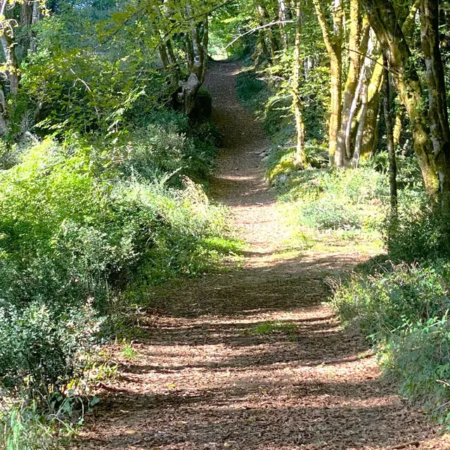 SAINT-VINCENT-LE-PALUEL-Boucle de la Salvie-chemin 2