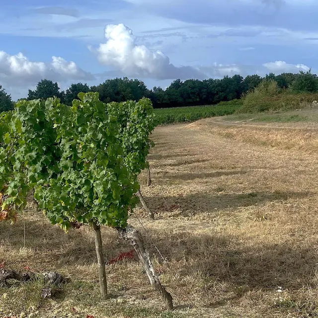 SAINT-VIVIEN-Boucle de St Vivien-Chemin-Vignes