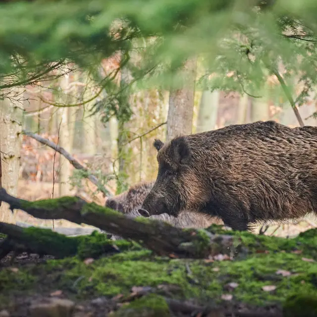 Sanglier (1)