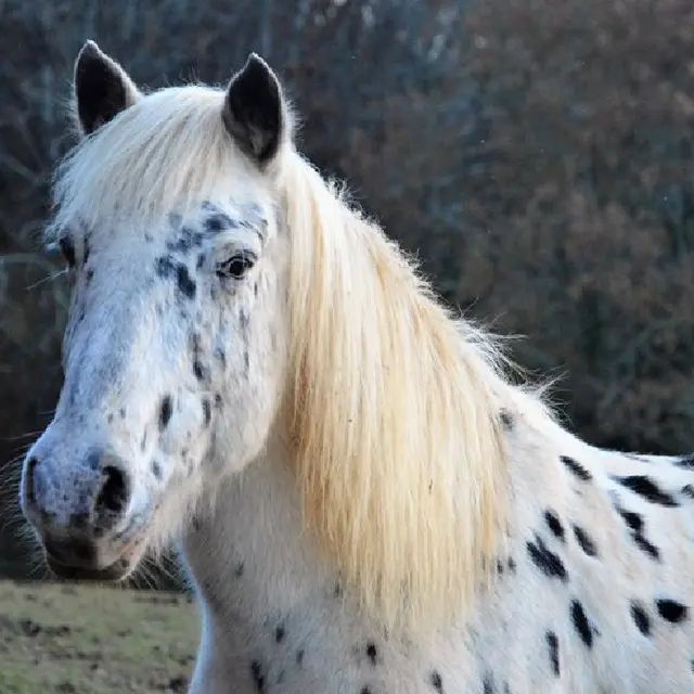 Ferme Equestre La Margotière