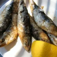 Sardine