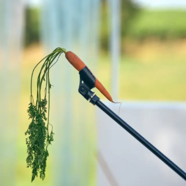 Théâtre du Roi de Coeur