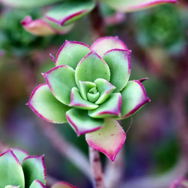 Troc de plantes 1024-673