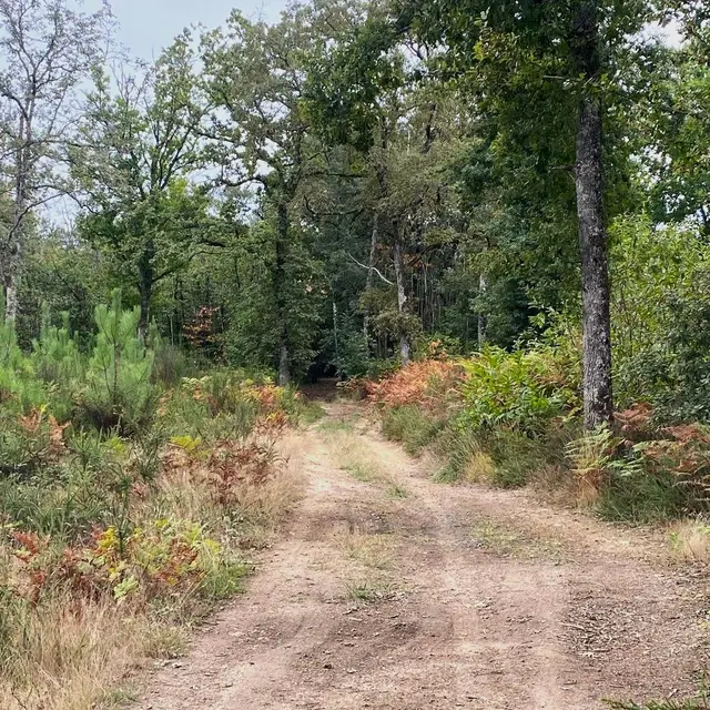 VERGT-Boucle des Crêtes-Chemin 2