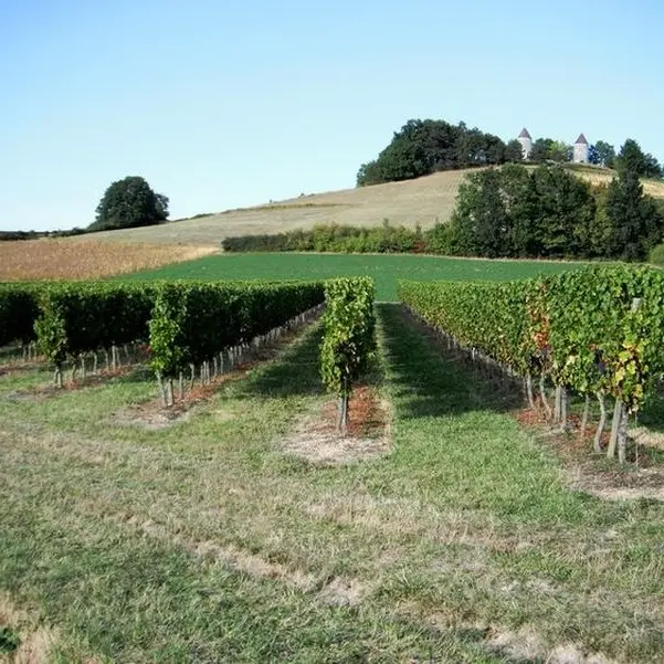 Vignes Cap Del Bourg - 08