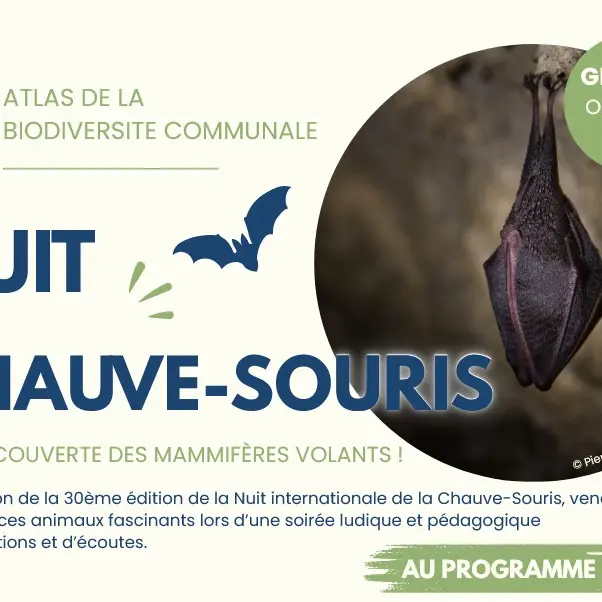 aout 8 chauve souris