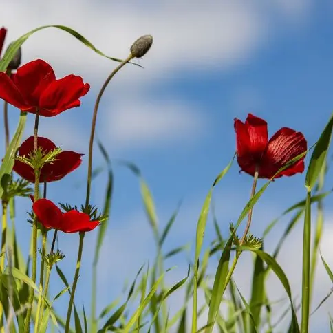 anemone©Nimrod Oren de Pixabay