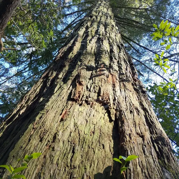 arbre