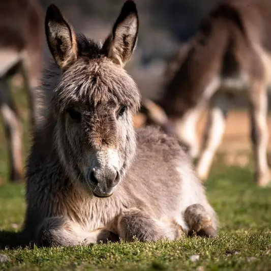 atlantios-donkey