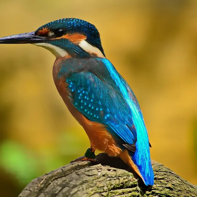 bird-1905255_1920