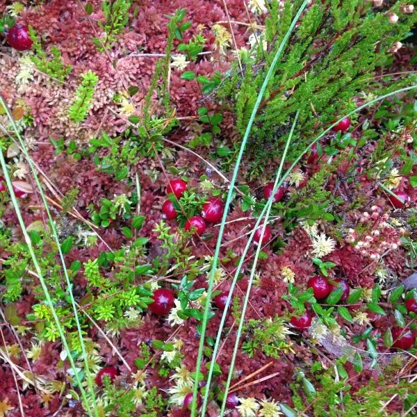 bog©Anneli Veel
