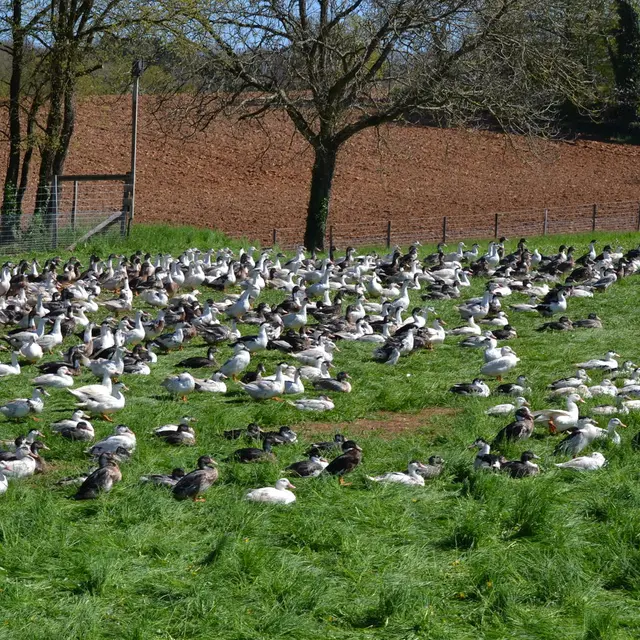 canards-en-plein-air---ferme-des-fages - 1
