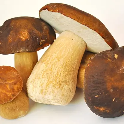 cèpes