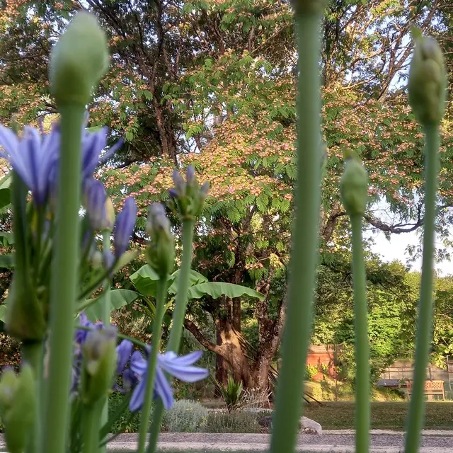 chambre-dhotes-jardin-de-myrtille-piscine-fleurs