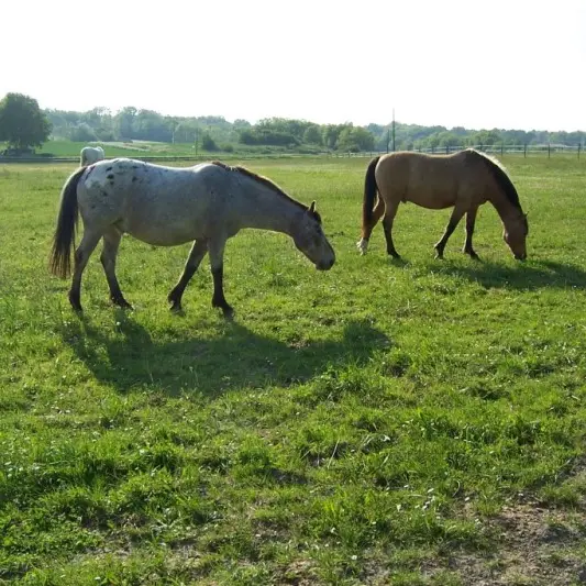 cheval24