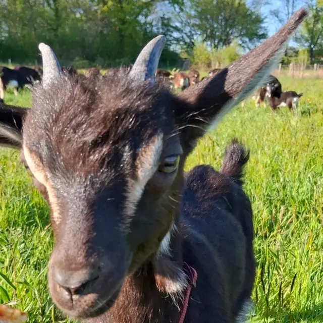 chevre ferme a roulettes