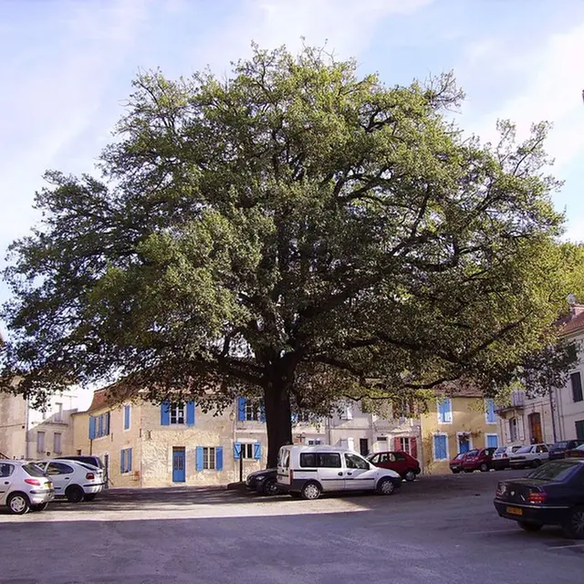 chene centenaire by JPC24M