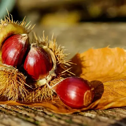 chestnut-1784282_640