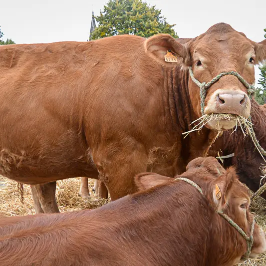 comice-agricole Lanouaille S (14)
