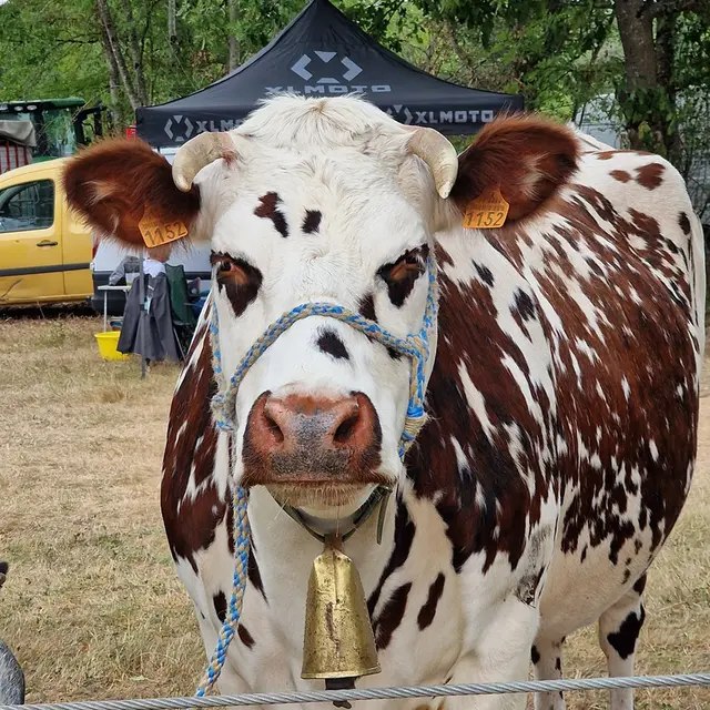 comice agricole
