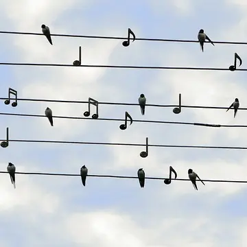 concert