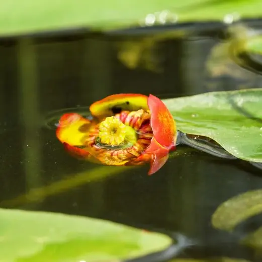 couleur-water-lily-1564501©Ilona Frey de pixabay