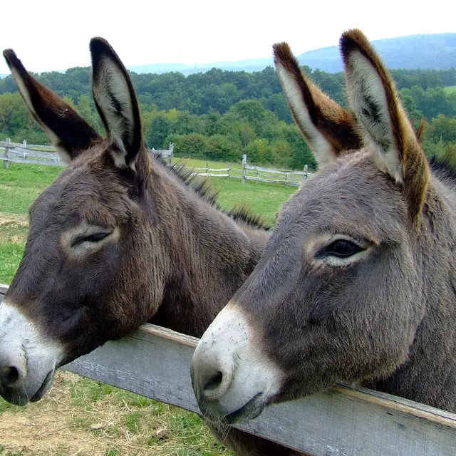 donkeys