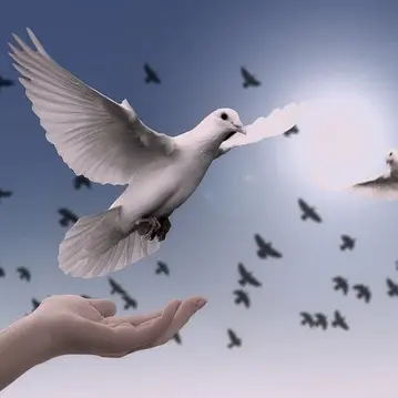 dove-3426187_640