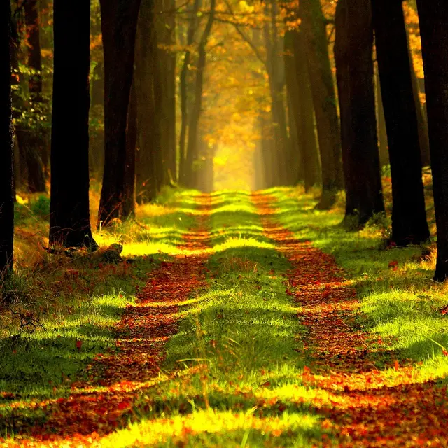 forest-868715_1280