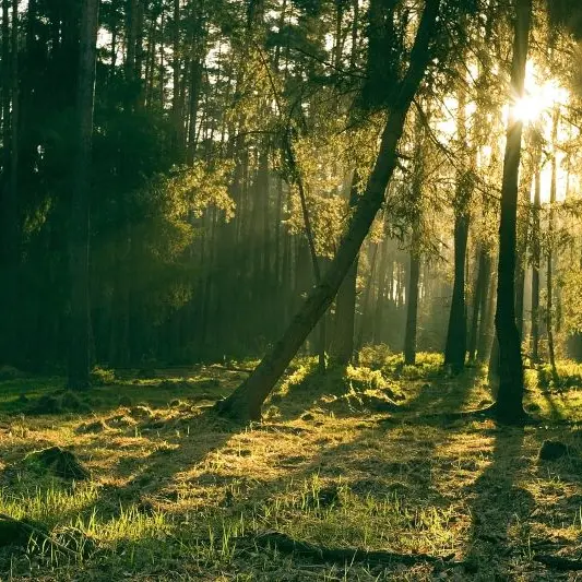 forest©pixabay