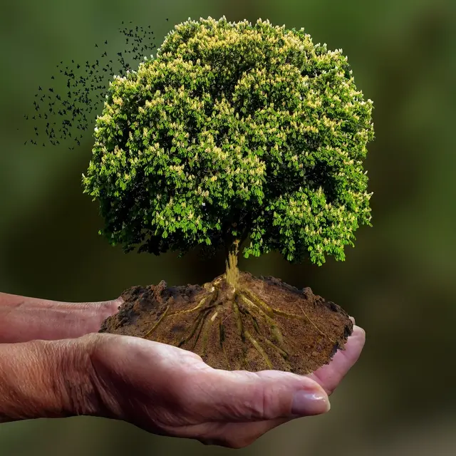 garten-gg-nature-4582137_1920