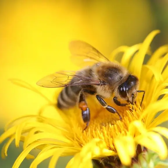 honey-bee©Lupac de Pixabay