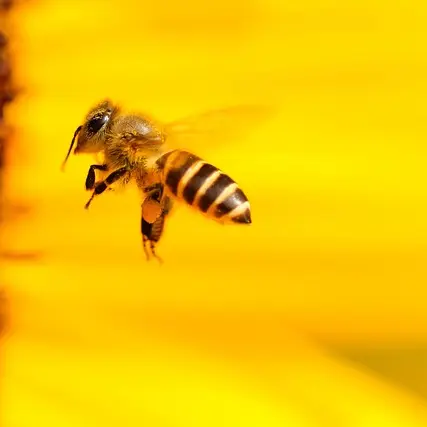 insect-1948684_640