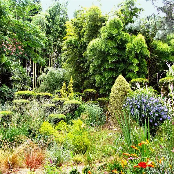 jardin plan buisson