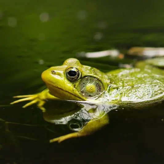 josee123-frog©Josee123 de Pixabay