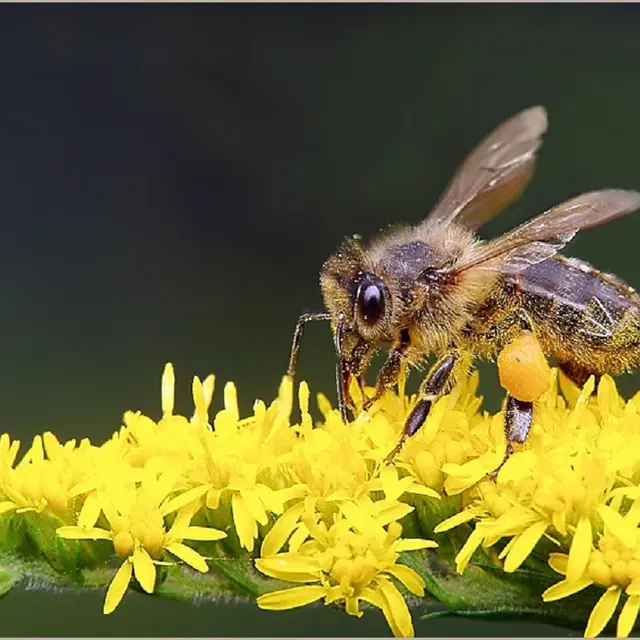 Les abeilles de la Picherie-montpon-abeille