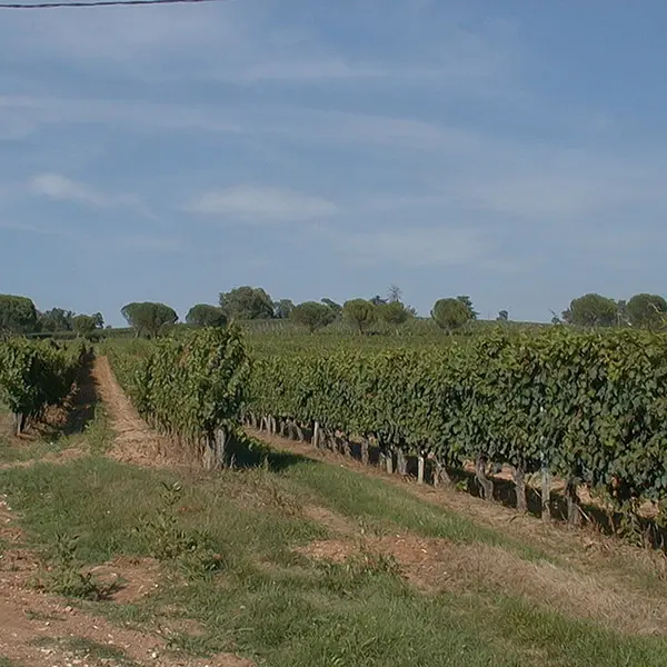 lembras-vignes