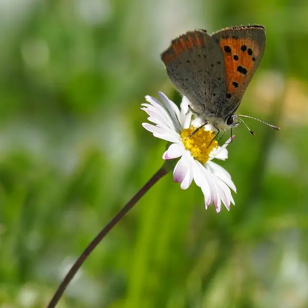 nature-3334026-960-720